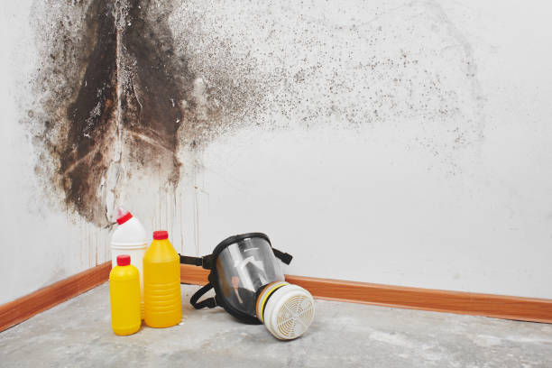 Best Mold Removal Company Near Me  in Santo Domingo Pueblo, NM