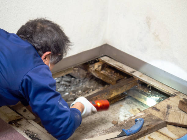 Attic Mold Removal in Santo Domingo Pueblo, NM
