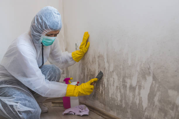 Best Residential Mold Removal  in Santo Domingo Pueblo, NM