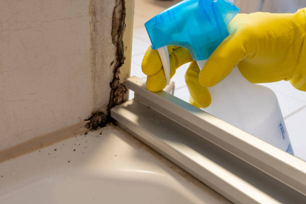 Best Toxic Mold Removal  in Santo Domingo Pueblo, NM