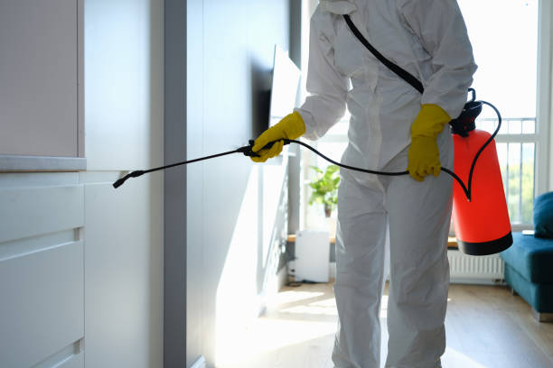 Best Mold Damage Repair  in Santo Domingo Pueblo, NM