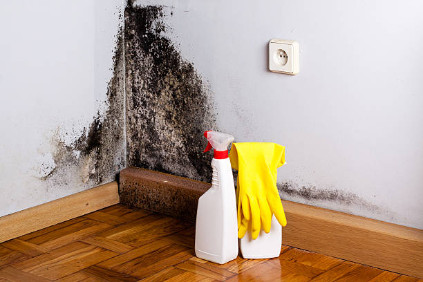 Reliable Santo Domingo Pueblo, NM Mold Removal Solutions