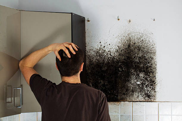 Best Mold Removal Near Me  in Santo Domingo Pueblo, NM