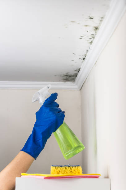 Best Mold Removal Company Near Me  in Santo Domingo Pueblo, NM